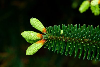 Abies numidica - jedle numidská - jehlice jaro